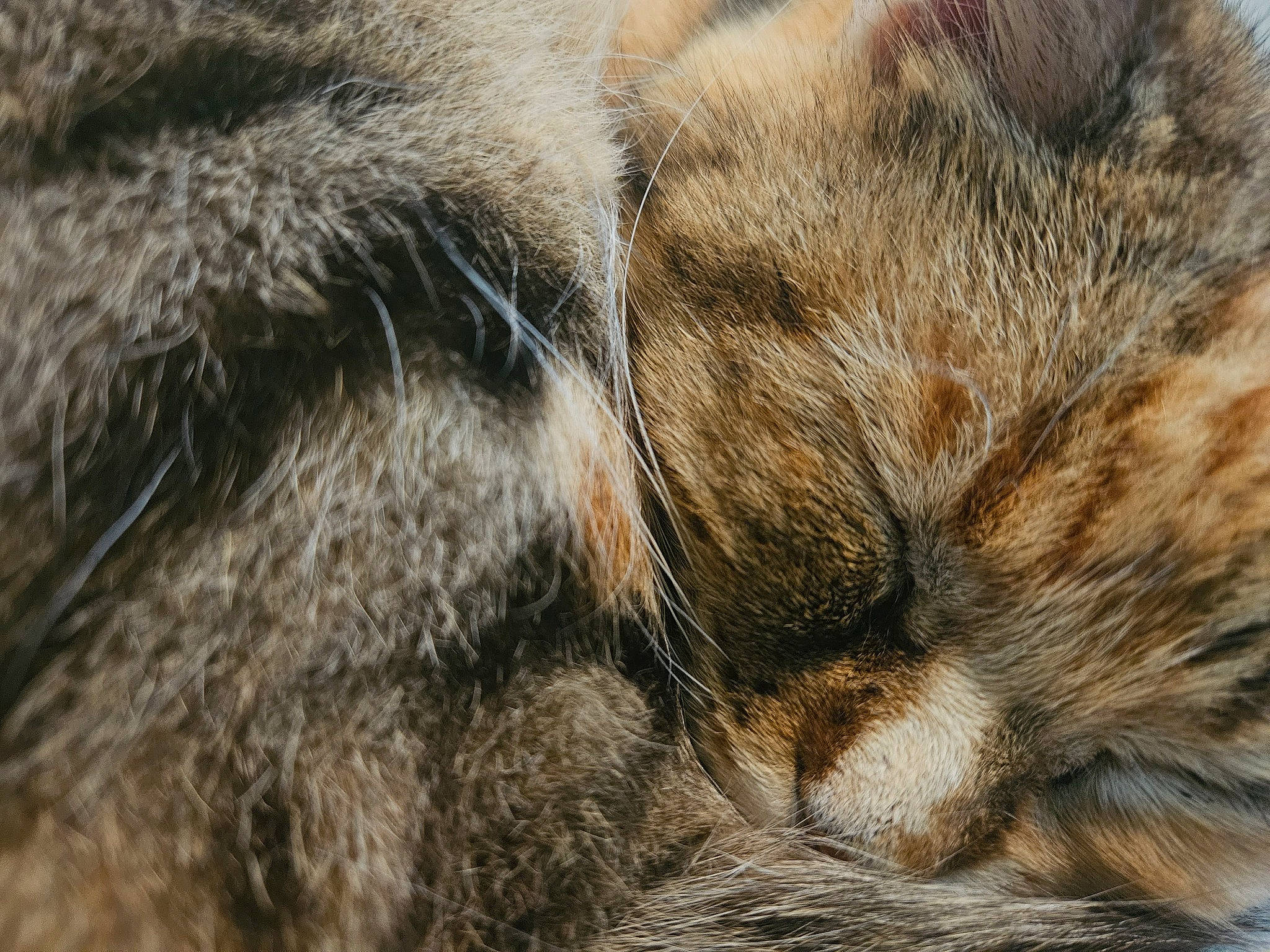 Châtaigne participe au concours pour gagner de l'argent avec cette photo : carnivore, cat, claw, close_up, domestic_short_haired_cat, felidae, fur, nap, natural_material, paw, sleep, small_to_medium_sized_cats, tail, terrestrial_animal, vertebrate, whiskers