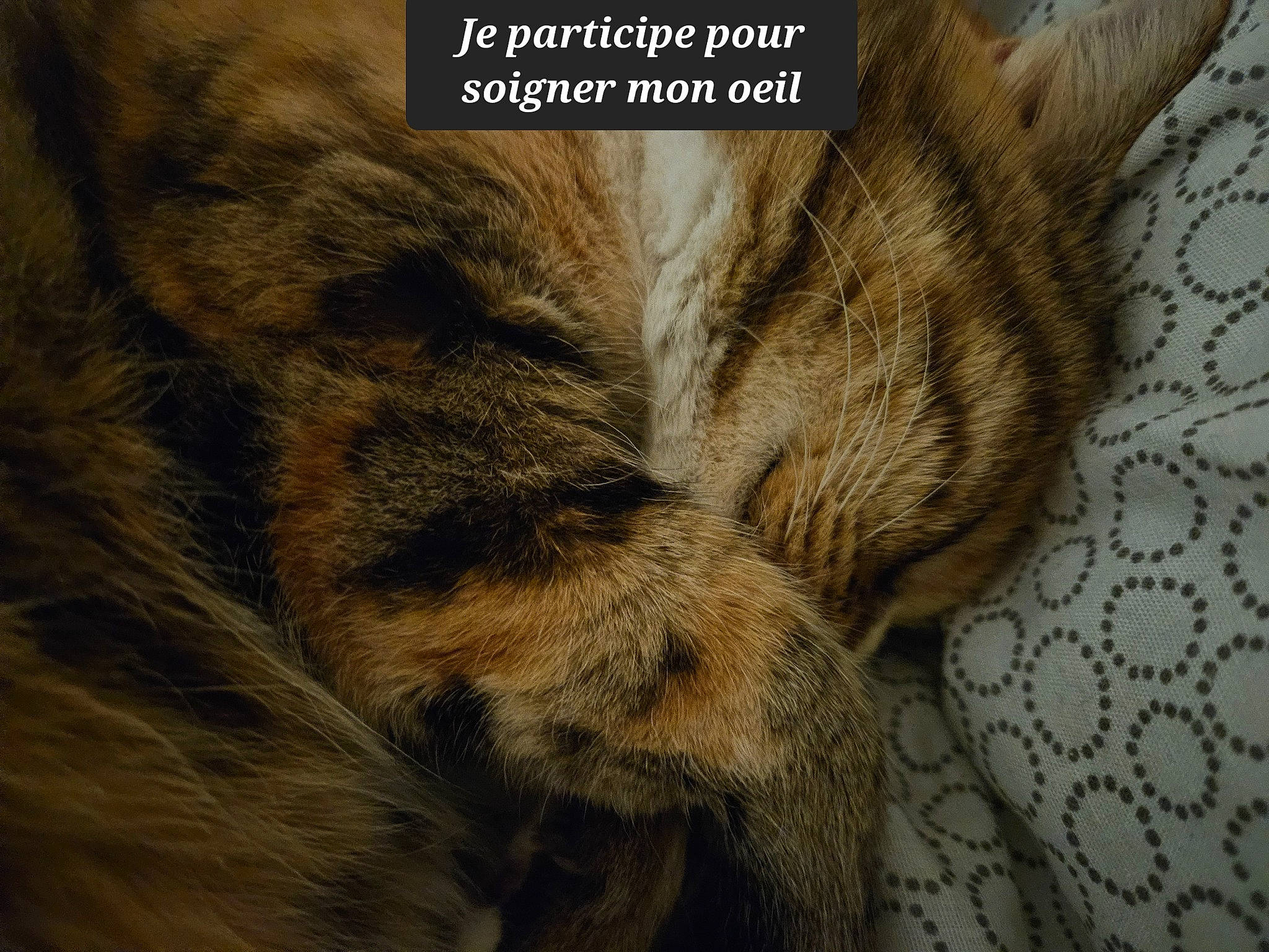 Châtaigne a rejoint le concours — aidez-le/la à gagner de superbes lots ! canidae, carnivore, cat, claw, domestic_short_haired_cat, fawn, felidae, font, fur, linens, liver, natural_material, paw, small_to_medium_sized_cats, snout, tail, terrestrial_animal, whiskers, wildlife, wood