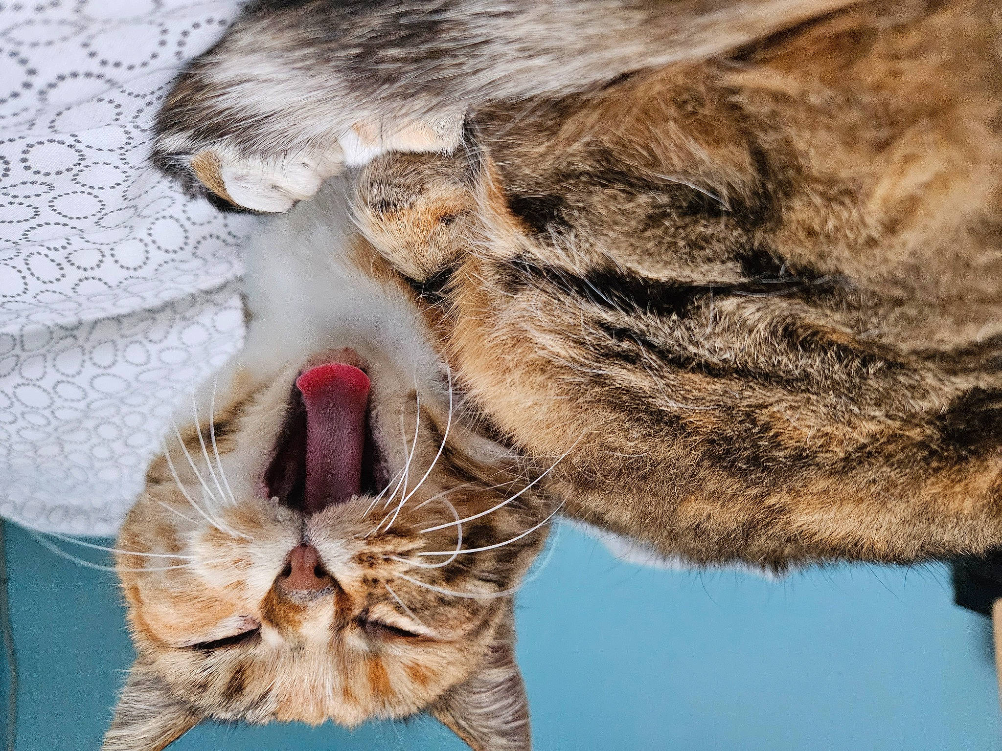 Châtaigne participe au concours pour gagner de l'argent avec cette photo : carnivore, cat, claw, close_up, domestic_short_haired_cat, eye, fawn, felidae, foot, fur, gesture, nose, paw, plant, small_to_medium_sized_cats, snout, tail, terrestrial_animal, whiskers, wildlife