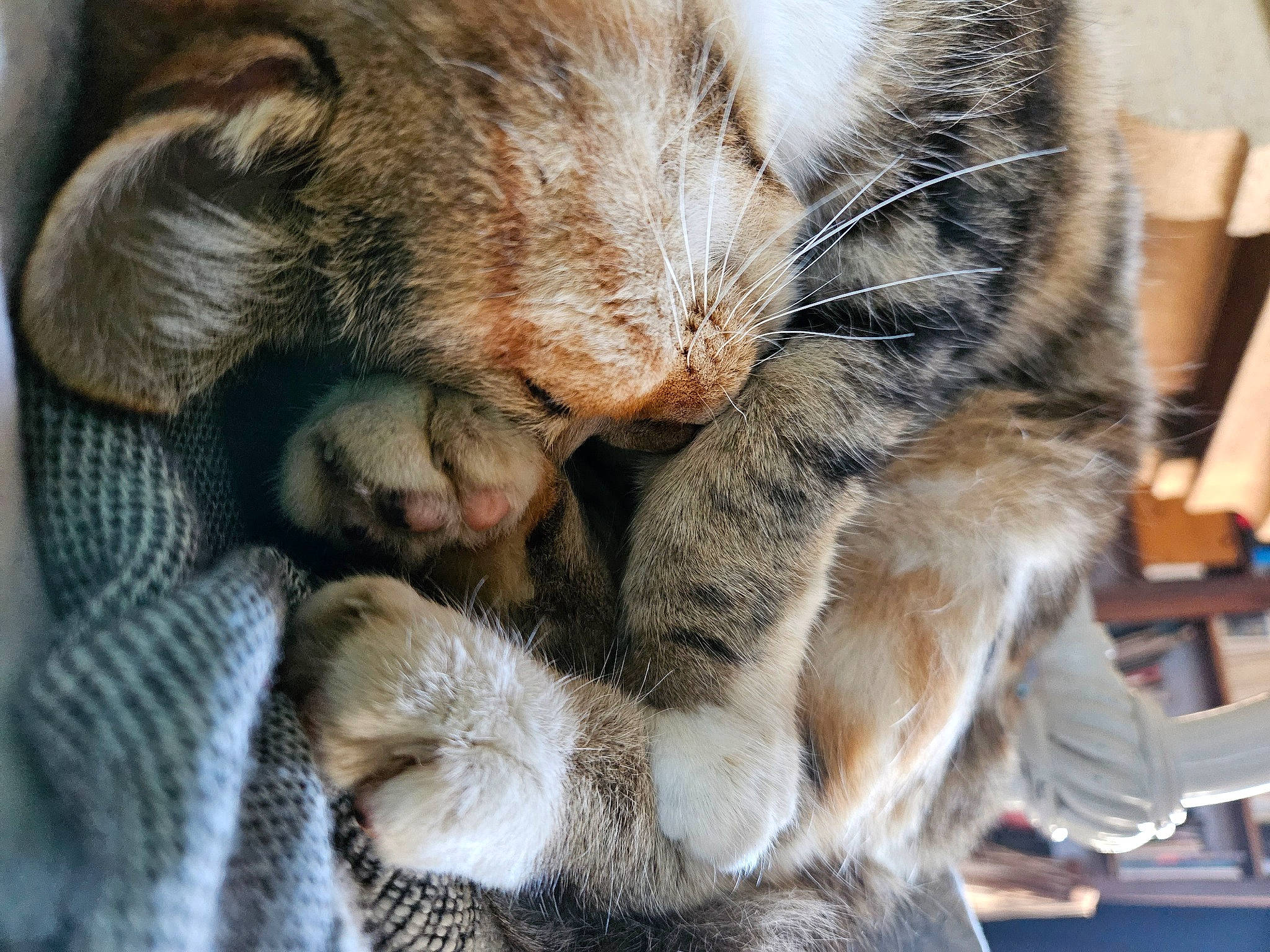 Châtaigne a rejoint le concours — aidez-le/la à gagner de superbes lots ! carnivore, cat, claw, comfort, domestic_short_haired_cat, ear, felidae, fur, nap, paw, small_to_medium_sized_cats, snout, tail, whiskers