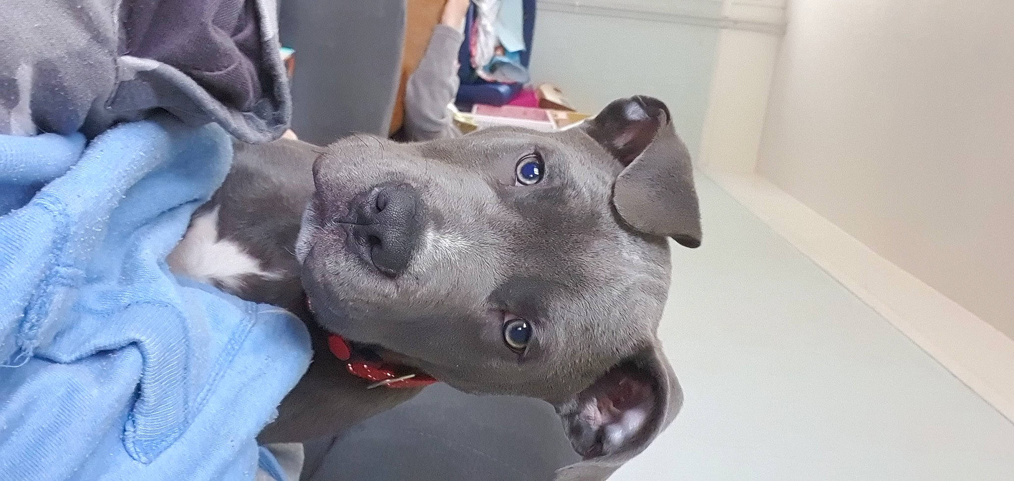 Boss is registered to the contest to win money with this photo: canidae, carnivore, collar, companion_dog, dog, dog_breed, dog_collar, ear, fang, fawn, guard_dog, jaw, liver, non_sporting_group, snout, sporting_group, whiskers, working_animal