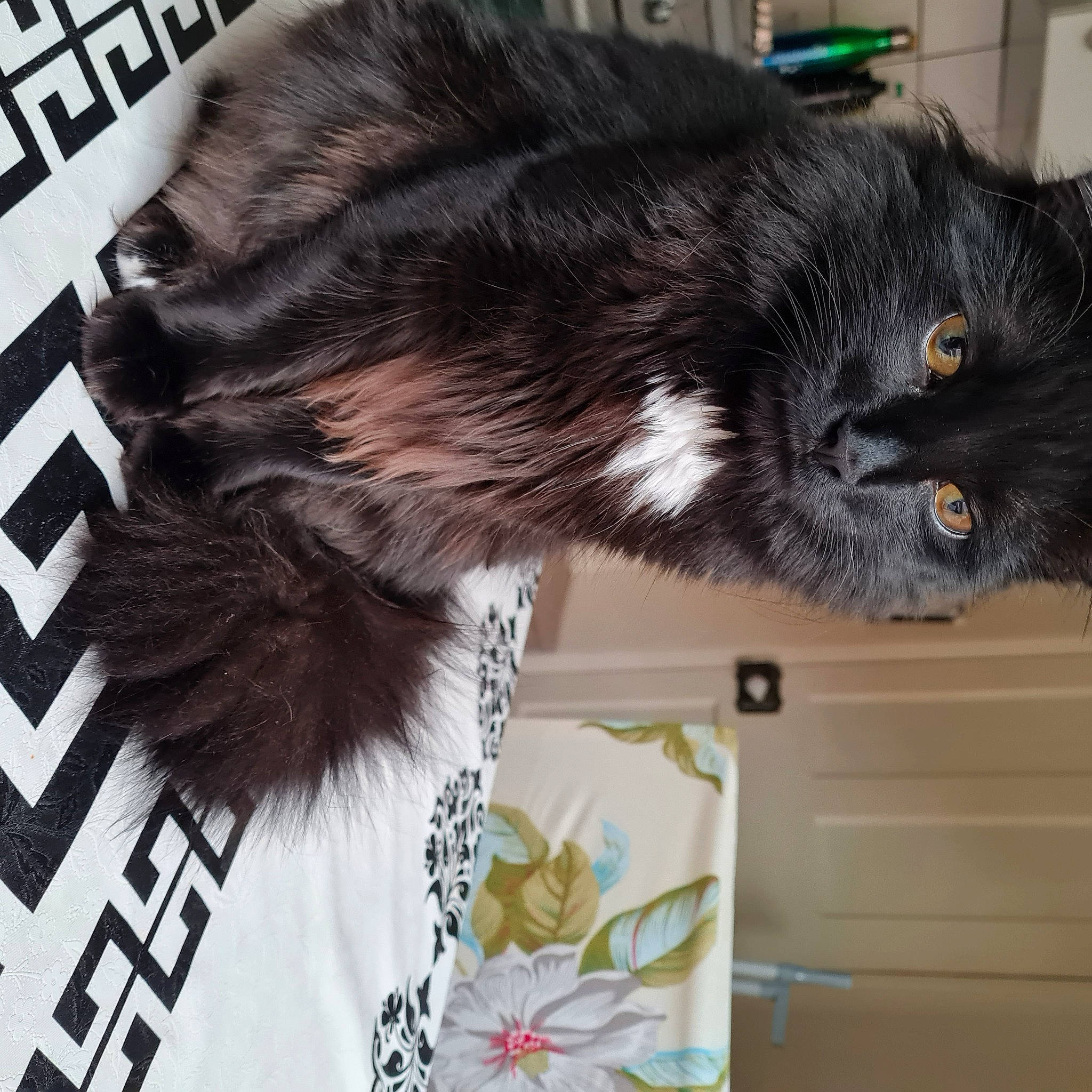 Oreo joined the competition — help win amazing prizes! black_cat, canidae, carnivore, cat, claw, companion_dog, domestic_short_haired_cat, door, felidae, font, fur, grey, paw, plant, small_to_medium_sized_cats, snout, sporting_group, tail, whiskers