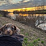 puppy, dog, outdoor, sunset, river, clouds, grass, nature, trees, sky, water, animal, pet, landscape, scenic, cozy, brown, cute, young, portrait