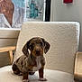 puppy, dog, dachshund, spotted, armchair, indoor, furniture, cute, pet, small_dog, sitting, brown, white, ears, fur, animal, looking, young, domestic_animal, cozy