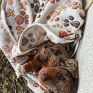 Ariel a rejoint le concours — aidez-le/la à gagner de superbes lots ! puppy, dog, blanket, paw_prints, cozy, fur, cute, snuggled, indoor, couch, brown, white, orange, pet, animal, sleepy, resting, soft, comfort, closeup