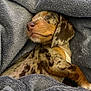 puppy, dog, sleeping, blanket, cozy, fur, cute, resting, brown, spotted, snuggled, soft, pet, animal, indoors, calm, peaceful, young, adorable, relaxed