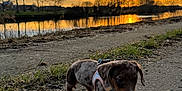 Ariel a rejoint le concours — aidez-le/la à gagner de superbes lots ! puppy, dog, dachshund, sunset, river, path, outdoor, nature, grass, water, sky, clouds, silhouette, reflection, animal, walking, leash, canine, small_dog, evening