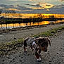 puppy, dog, dachshund, sunset, river, path, outdoor, nature, grass, water, sky, clouds, silhouette, reflection, animal, walking, leash, canine, small_dog, evening