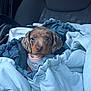 puppy, dog, dachshund, car_seat, blanket, harness, cute, pet, animal, fur, small_dog, cozy, indoor, transportation, seat, looking, brown_fur, expression, close_up, snuggle