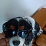 Romy participe au concours pour gagner de l'argent avec cette photo : dog, sunglasses, hand, couch, indoor, pet, black_and_white, fur, nose, animal, blur, relaxed, seated, canine, brown_furniture, human_hand, portrait, accessory, closeup, companion