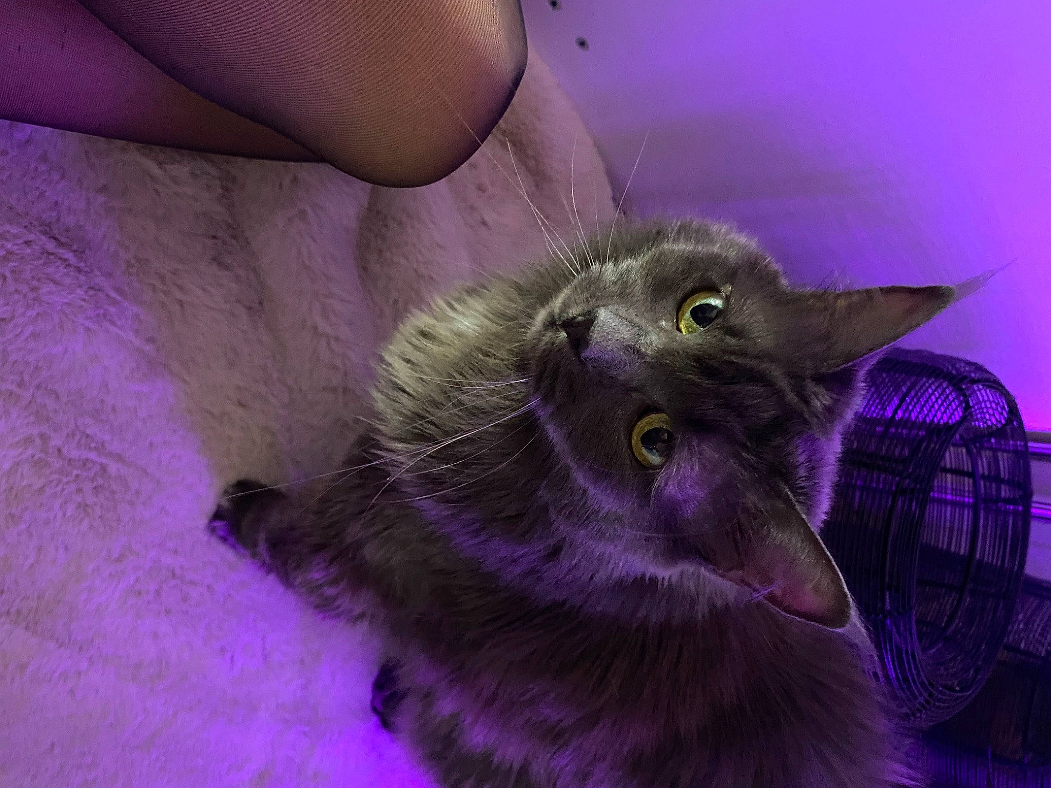 Grappola a rejoint le concours — aidez-le/la à gagner de superbes lots ! black_cat, carnivore, cat, chartreux, claw, comfort, domestic_short_haired_cat, electric_blue, felidae, fur, gesture, magenta, paw, purple, russian_blue, small_to_medium_sized_cats, snout, tail, terrestrial_animal, whiskers