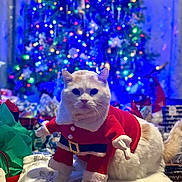 Havarti joined the competition — help win amazing prizes! cat, christmas_tree, holiday, festive, santa_costume, pet, indoor, decorations, lights, blurred_background, blanket, snowflake_pattern, cute, animal, celebration, christmas, red_clothing, white_fur, present, cozy
