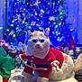 cat, christmas_tree, holiday, festive, santa_costume, pet, indoor, decorations, lights, blurred_background, blanket, snowflake_pattern, cute, animal, celebration, christmas, red_clothing, white_fur, present, cozy