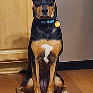 Luna joined the competition — help win amazing prizes! dog, sitting, indoor, wooden_floor, wooden_cabinet, pet, collar, black_and_tan, canine, animal, flooring, domestic_animal, looking_at_camera, ears_up, alert, household, companion, mammal, front_view, calm