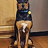 dog, sitting, indoor, wooden_floor, wooden_cabinet, pet, collar, black_and_tan, canine, animal, flooring, domestic_animal, looking_at_camera, ears_up, alert, household, companion, mammal, front_view, calm