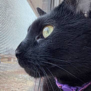 Floki joined the competition — help win amazing prizes! bell, black_cat, cat, close_up, curious, domestic_cat, ear, eye, feline, fur, indoor, nose, pet, portrait, profile_view, purple_collar, reflection, whiskers, window, window_screen