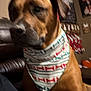 bandana, blurry, brown_dog, canine, close_up, collar, cozy, dog, ear, fabric_pattern, holiday_decor, indoor, leather_sofa, living_room, muzzle, pet, portrait, sofa, stockings, wall_art
