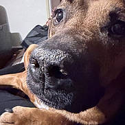 Smokey joined the competition — help win amazing prizes! black_nose, brown_fur, canine, close_up, couch, dog, domestic_animal, eye, indoor, laying, looking_at_camera, macro, muzzle, nose, paw, pet, portrait, sleepy, snout, whiskers