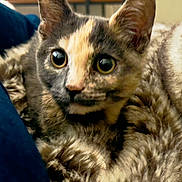 Pixel joined the competition — help win amazing prizes! cat, kitten, tortoiseshell, pet, fur, close_up, portrait, whiskers, ears, big_eyes, indoor, blanket, cozy, snuggle, cuddly, domestic_animal, animal_face, soft_texture, furniture, curiosity