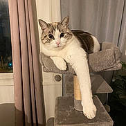 Alloc a rejoint le concours — aidez-le/la à gagner de superbes lots ! cat, cat_tree, indoor, pet, feline, fur, paw, window, curtains, relaxed, cozy, home, animal, resting, looking, white_fur, gray_fur, pink_nose, soft_lighting, domestic