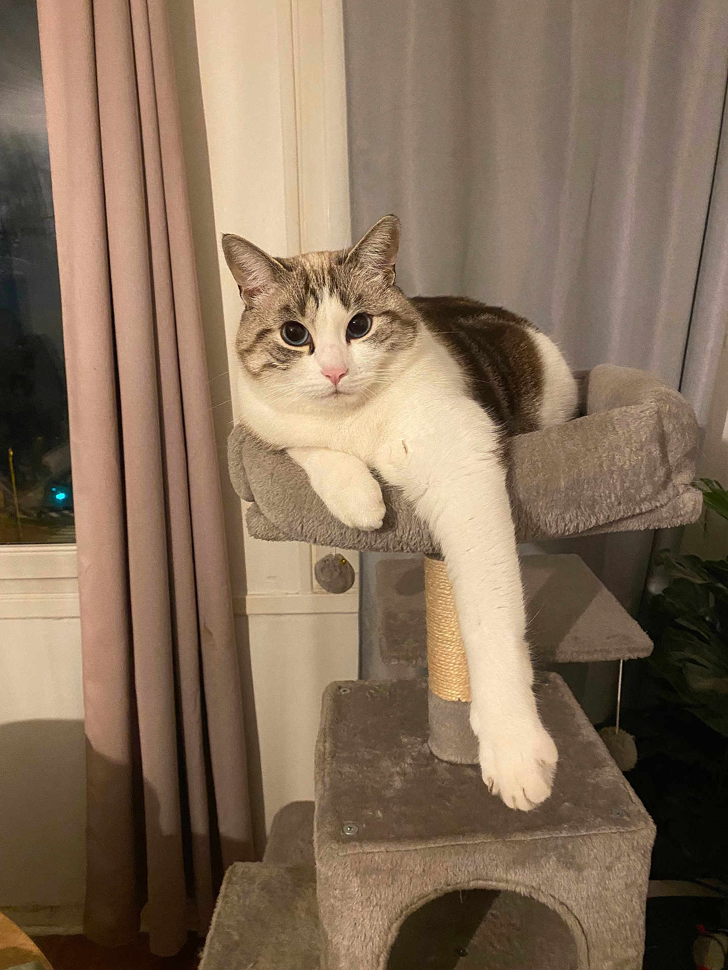 Alloc a rejoint le concours — aidez-le/la à gagner de superbes lots ! cat, cat_tree, indoor, pet, feline, fur, paw, window, curtains, relaxed, cozy, home, animal, resting, looking, white_fur, gray_fur, pink_nose, soft_lighting, domestic