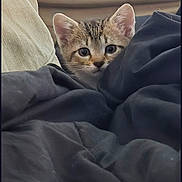 Ada joined the competition — help win amazing prizes! kitten, cat, blanket, couch, peeking, curious, indoor, cozy, furniture, fur, ears, small, cute, hiding, resting, soft, home, comfort, animal, pet