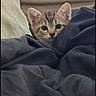 kitten, cat, blanket, couch, peeking, curious, indoor, cozy, furniture, fur, ears, small, cute, hiding, resting, soft, home, comfort, animal, pet