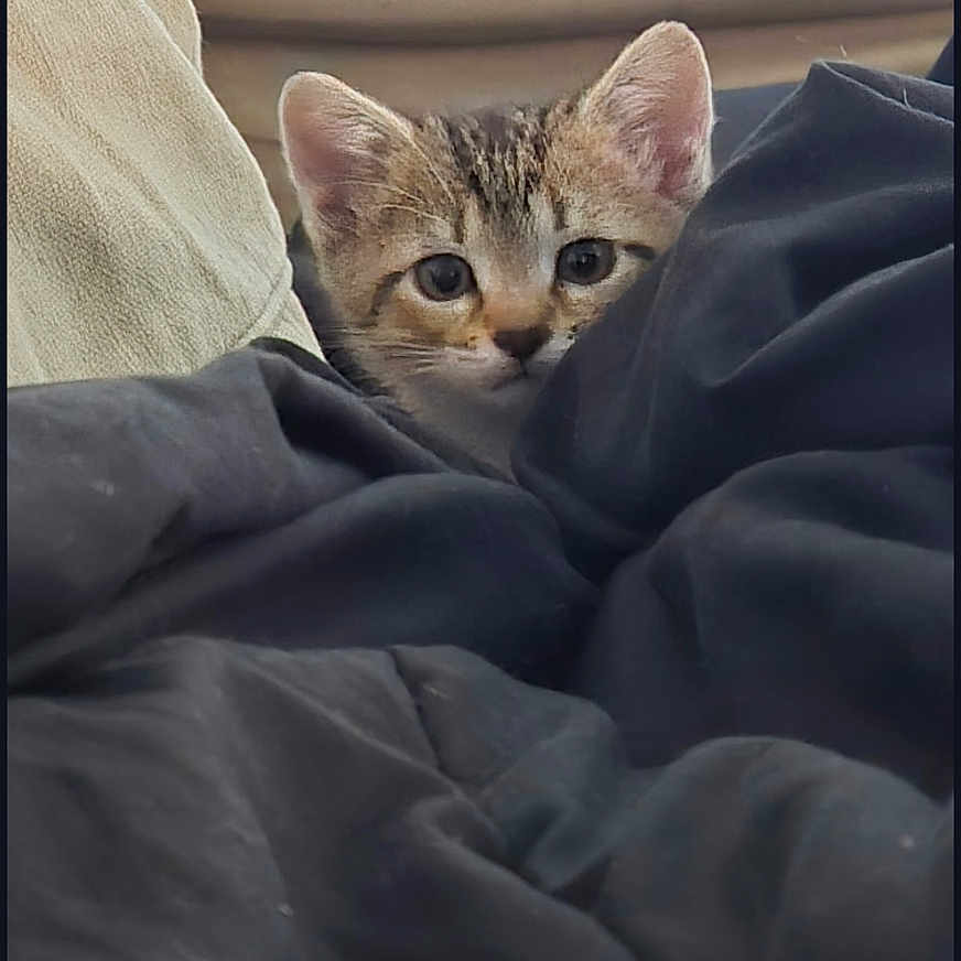 Ada