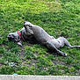 dog, grass, lawn, collar, playful, rolling, belly, canine, outdoor, pet, tongue, ear, relaxed, happy, reclining, pavement, dirt, backyard, mammal, sunny