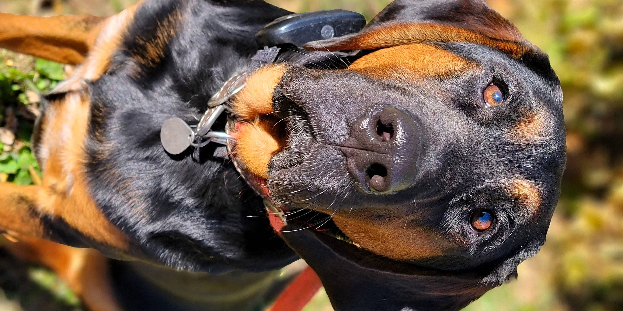 Beau is registered to the contest to win money with this photo: austrian_black_and_tan_hound, canidae, carnivore, close_up, collar, companion_dog, dog, dog_breed, dog_collar, ear, fawn, guard_dog, hound, pinscher, plant, snout, sporting_group, whiskers, working_animal, working_dog