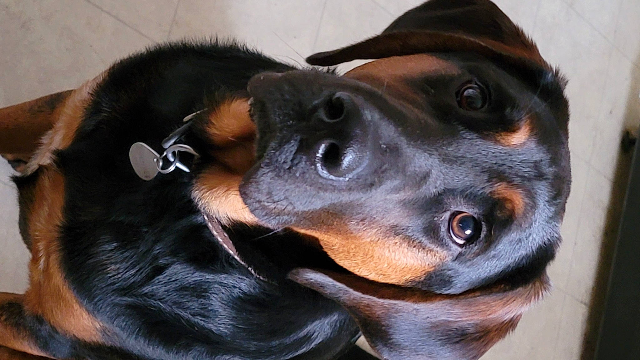 Beau is registered to the contest to win money with this photo: canidae, carnivore, close_up, collar, comfort, companion_dog, dog, dog_breed, ear, fawn, fur, hat, jaw, liver, mammal, snout, sporting_group, terrestrial_animal, whiskers, working_animal