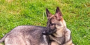 Athena joined the competition — help win amazing prizes! dog, german_shepherd, grass, outdoor, animal, canine, pet, lying_down, nature, fur, ears, alert, muzzle, side_view, resting, greenery, summer, daylight, young_dog, domestic_animal