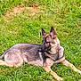 dog, german_shepherd, grass, outdoor, animal, canine, pet, lying_down, nature, fur, ears, alert, muzzle, side_view, resting, greenery, summer, daylight, young_dog, domestic_animal