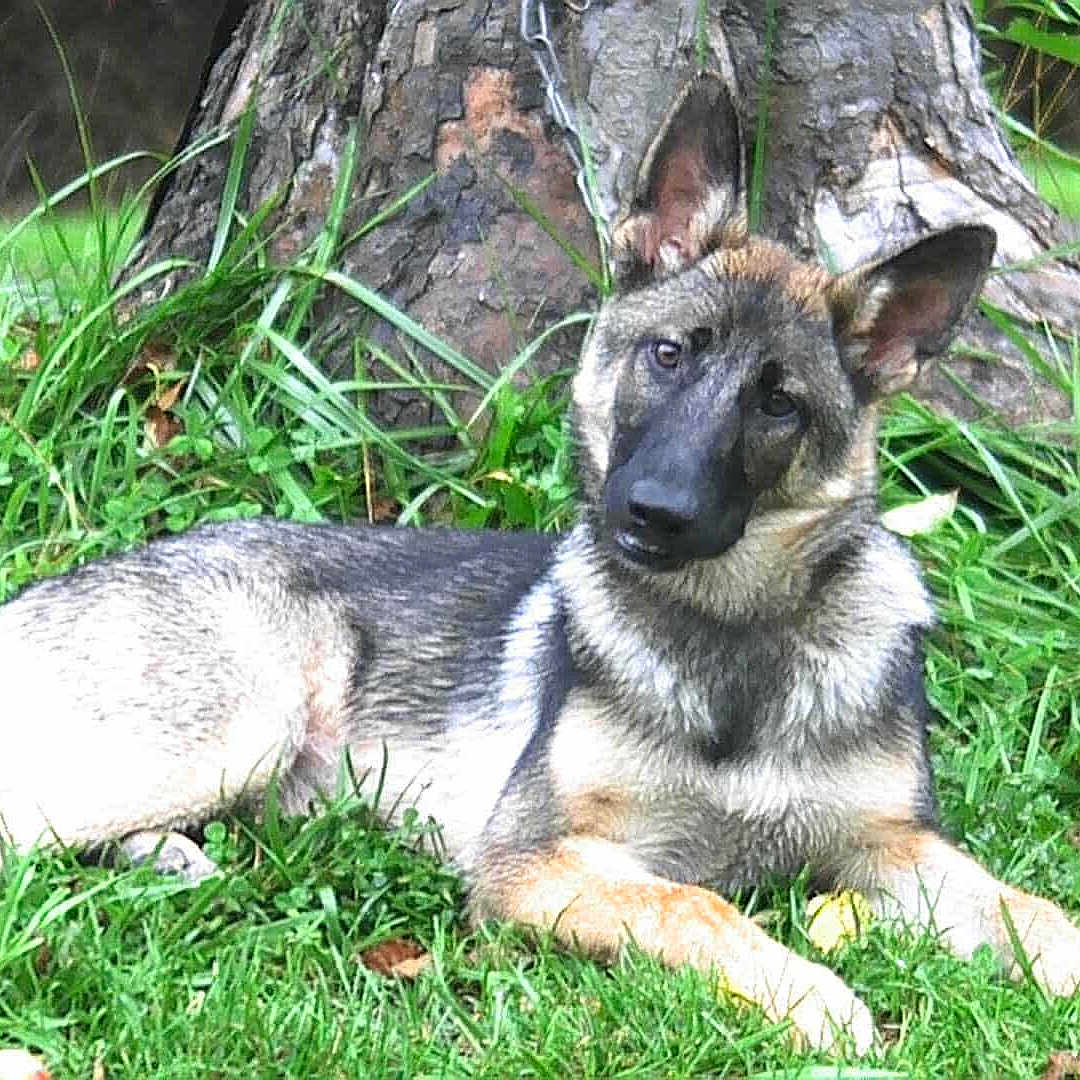 Athena is registered to the contest to win money with this photo: animal, canine, curious, dog, ears, fur, german_shepherd, grass, greenery, head_tilt, laying_down, mammal, nature, outdoor, park, pet, puppy, summer, tree_trunk, young_dog
