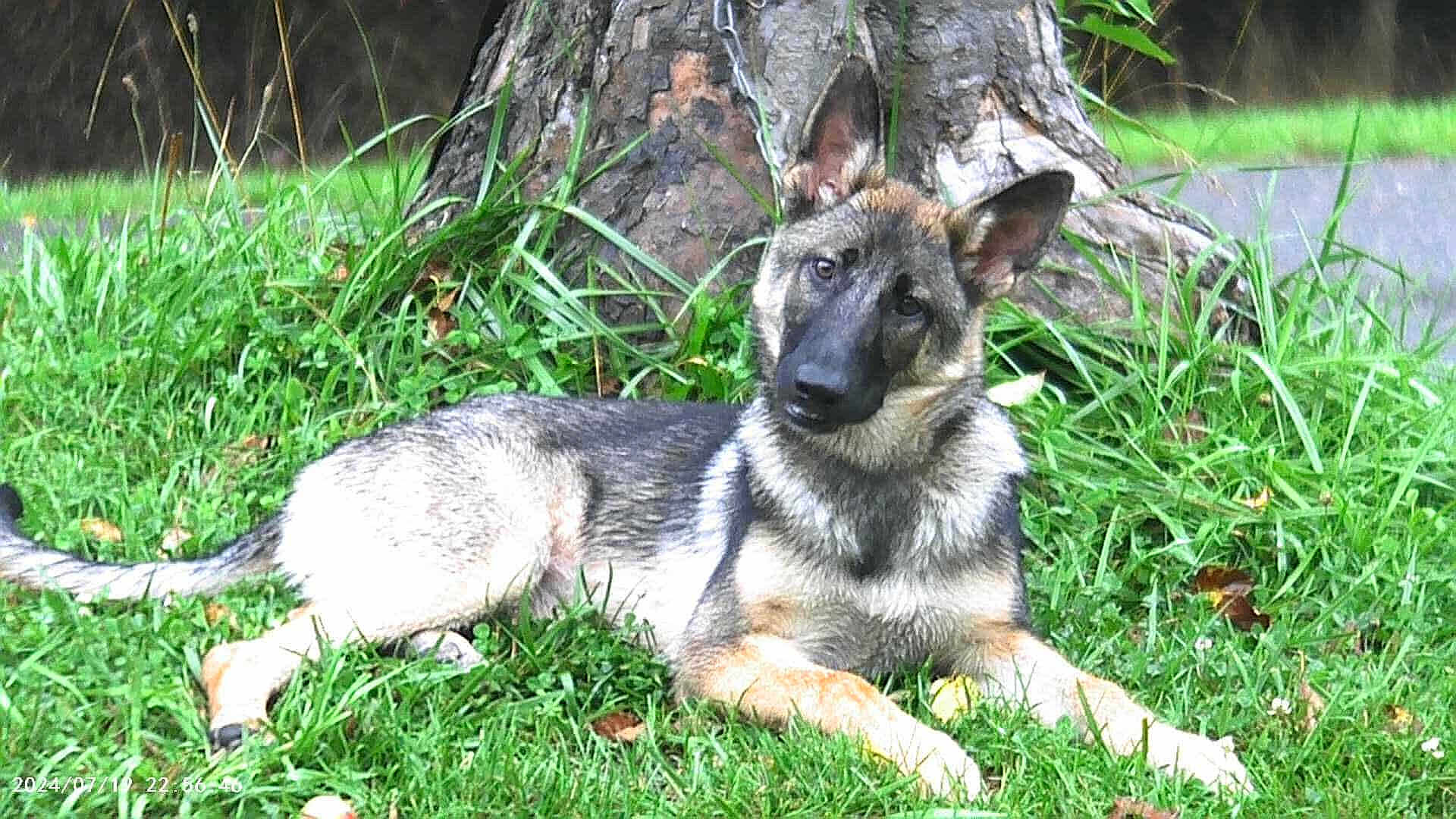 Athena is registered to the contest to win money with this photo: dog, puppy, german_shepherd, grass, tree_trunk, outdoor, canine, animal, pet, nature, young_dog, fur, ears, head_tilt, laying_down, greenery, curious, mammal, park, summer