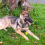 Athena is registered to the contest to win money with this photo: dog, german_shepherd, grass, tree_trunk, chain, leaves, apple, outdoor, nature, animal, pet, canine, tongue_out, relaxed, lying_down, greenery, summer, park, closeup, mammal