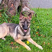 Athena is registered to the contest to win money with this photo: dog, german_shepherd, puppy, grass, tree_trunk, outdoor, tongue_out, playful, happy, canine, pet, nature, leaf, animal, mammal, fur, ears, paws, resting, young_dog