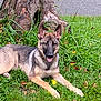 dog, german_shepherd, puppy, grass, tree_trunk, outdoor, tongue_out, playful, happy, canine, pet, nature, leaf, animal, mammal, fur, ears, paws, resting, young_dog