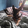 Athena joined the competition — help win amazing prizes! dog, german_shepherd, bed, pillow, blanket, indoor, window, curtain, air_conditioner, fur, animal, pet, resting, lying_down, comfort, cozy, home, room, natural_light, relaxed
