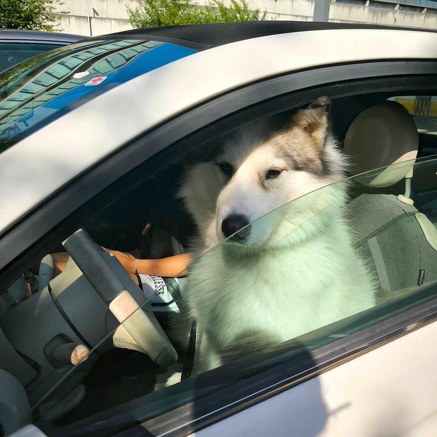Sky a rejoint le concours — aidez-le/la à gagner de superbes lots ! dog, husky, siberian_husky, fluffy, white_fur, gray_fur, pet, car, vehicle, passenger_seat, car_window, urban, building, outdoor, daylight, reflection, portrait, close_up, seated, cute
