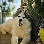 Sky participe au concours pour gagner de l'argent avec cette photo : dog, husky, puppy, fluffy, black_and_white, lying_down, portrait, pet, animal, outdoor, patio, garden, flowers, plants, planter, yellow_pot, basket, relaxed, smiling, tongue_out