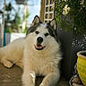 dog, husky, puppy, fluffy, black_and_white, lying_down, portrait, pet, animal, outdoor, patio, garden, flowers, plants, planter, yellow_pot, basket, relaxed, smiling, tongue_out