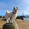 Sky a rejoint le concours — aidez-le/la à gagner de superbes lots ! dog, husky, fluffy_fur, white_fur, black_and_white, tongue_out, smiling, standing, leash, collar, beach, seaside, ocean, waves, rocks, boulder, moss, breakwater, blue_sky, outdoor