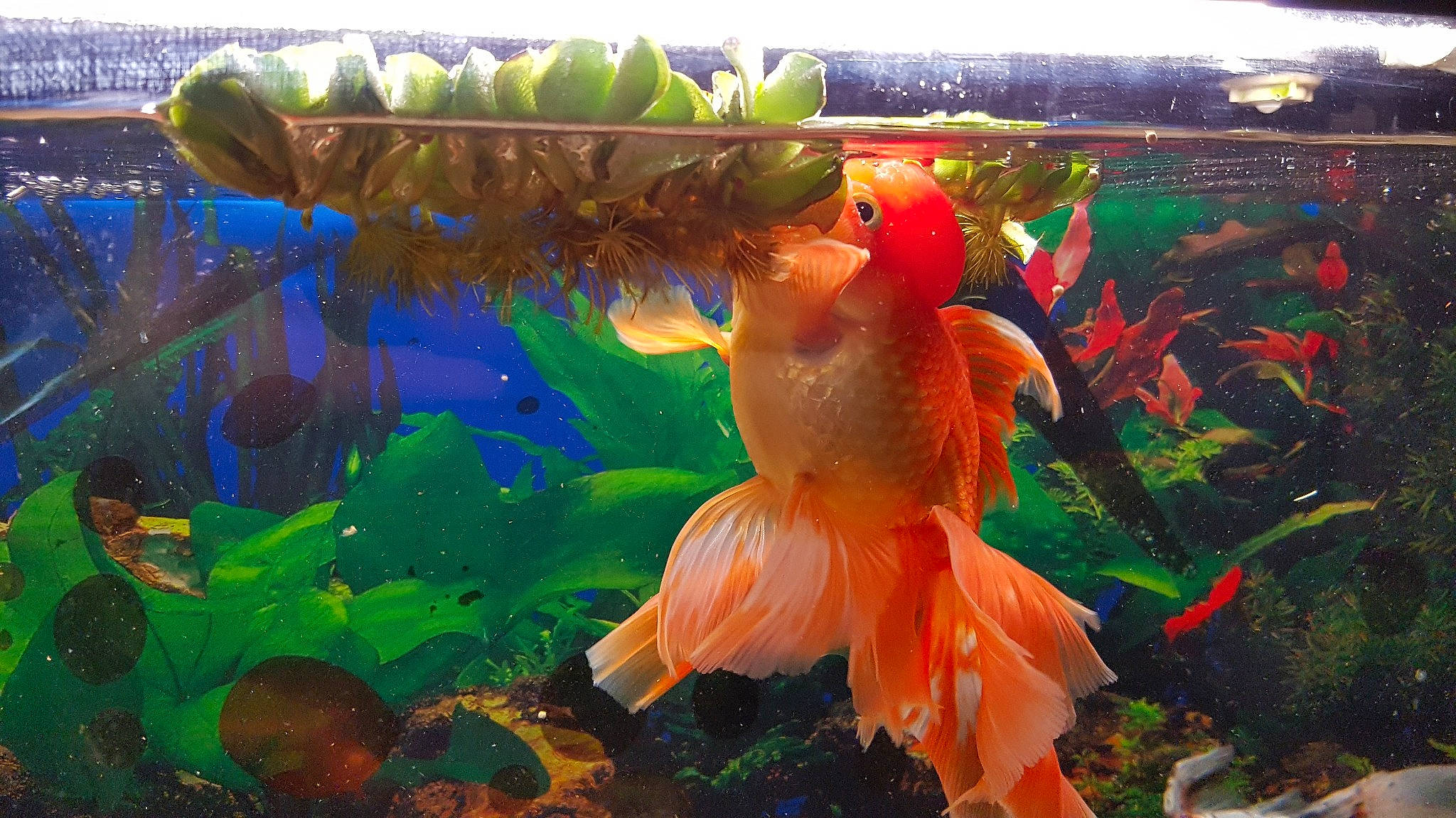 Joy participe au concours pour gagner de l'argent avec cette photo : aquarium, aquarium_fish_feed, aquatic_plant, bony_fish, feeder_fish, fin, fish, freshwater_aquarium, goldfish, marine_biology, organism, parrotfish, tail