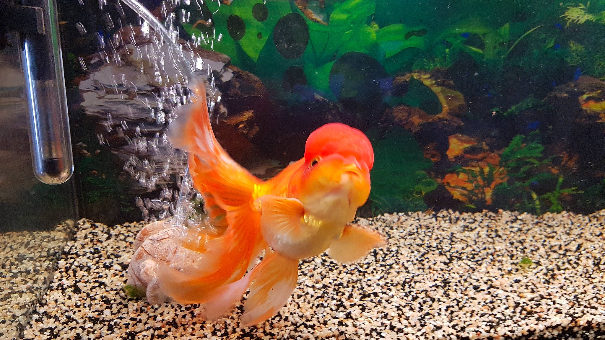 Joy a rejoint le concours — aidez-le/la à gagner de superbes lots ! aquarium, bony_fish, feeder_fish, fin, fish, freshwater_aquarium, goldfish, marine_biology, organism, tail, underwater