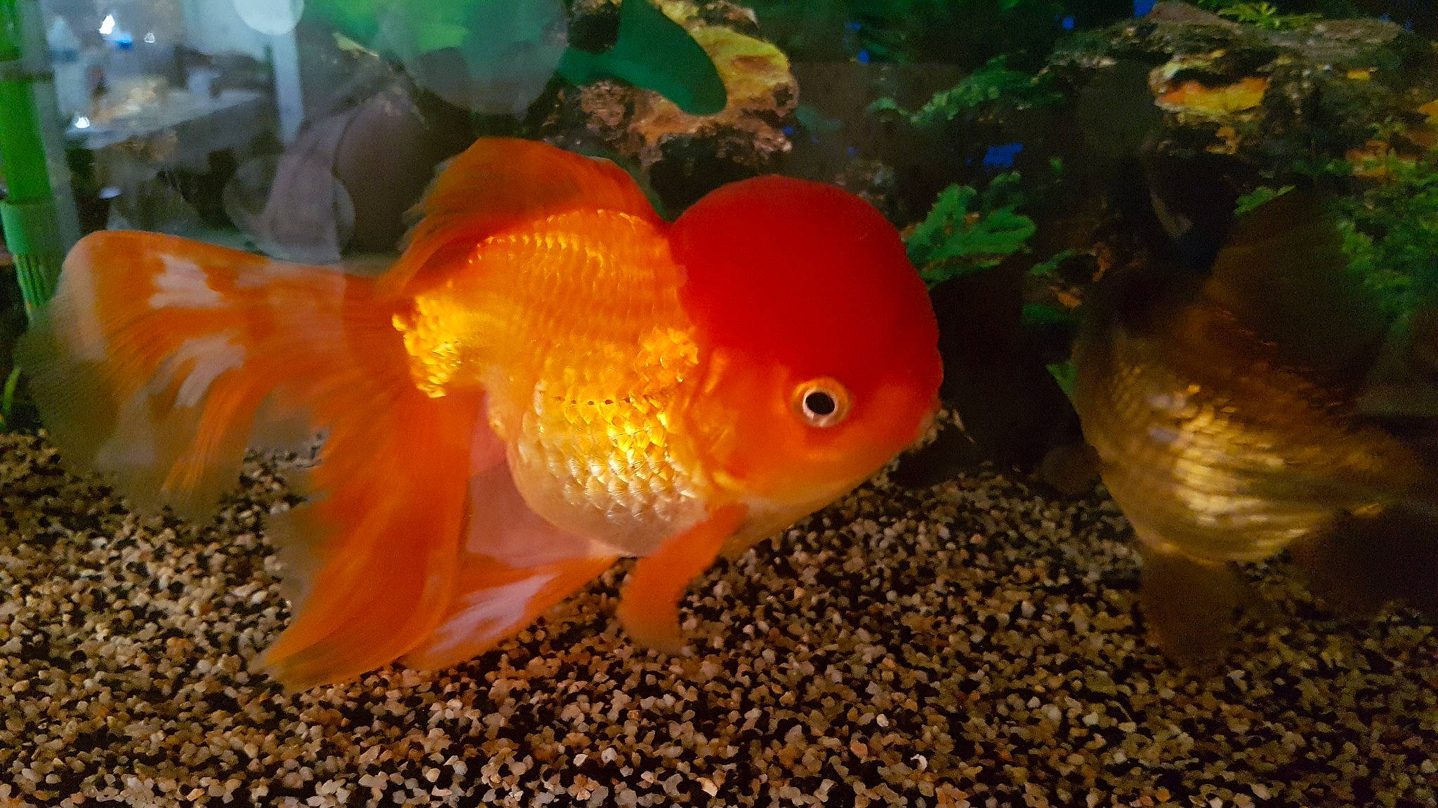 Joy a rejoint le concours — aidez-le/la à gagner de superbes lots ! adaptation, aquarium, aquatic_plant, bony_fish, feeder_fish, fin, fish, freshwater_aquarium, goldfish, landscape, marine_biology, organism, pomacentridae, ray_finned_fish, tail, underwater, vertebrate