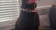 Oso joined the competition — help win amazing prizes! animal_portrait, bow_tie, brown_fur, canine, collar, couch, cute, dog, domestic_animal, furniture, happy, home_decor, indoor, labrador, living_room, painting, pet, sitting, tongue_out, window_blinds