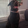 animal_portrait, bow_tie, brown_fur, canine, collar, couch, cute, dog, domestic_animal, furniture, happy, home_decor, indoor, labrador, living_room, painting, pet, sitting, tongue_out, window_blinds