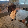 Oso joined the competition — help win amazing prizes! dog, labrador, chocolate_labrador, bra, living_room, carpet, chair, blanket, television, news_broadcast, footwear, sandal, window_blinds, person_leg, furniture, indoor, pet, animal, guilty_look, home