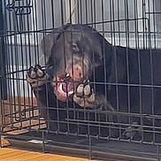 Oso is registered to the contest to win money with this photo: animal, bars, cage, canine, confined, crate, dog, enclosure, expression, floor, fur, home, indoor, metal, mouth, paw, pet, snout, teeth, wood